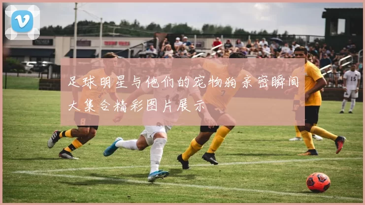 足球明星与他们的宠物狗亲密瞬间大集合精彩图片展示