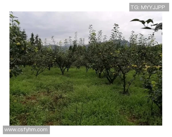 果园之美：探寻四季更迭中的自然奇观与生态之韵